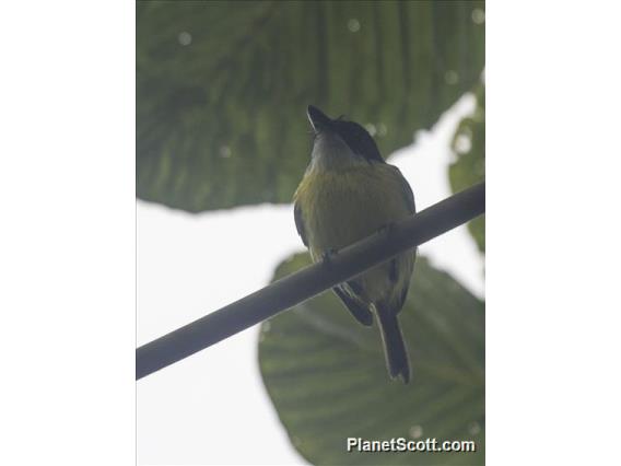 Black-headed Tody-Flycatcher (Todirostrum nigriceps)