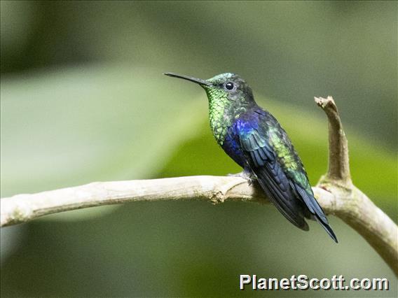 Crowned Woodnymph (Thalurania colombica)