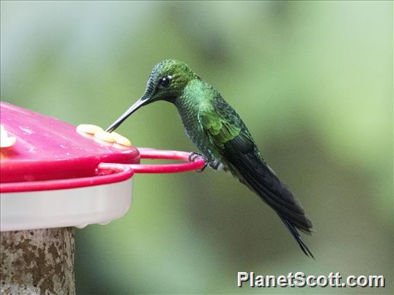 Green-crowned Brilliant (Heliodoxa jacula)