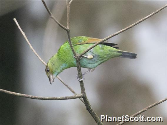 Rufous-winged Tanager (Tangara lavinia) - Female