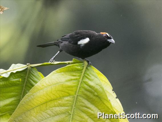 Scarlet-browed Tanager (Heterospingus xanthopygius) - Male