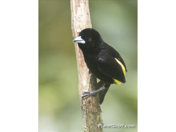 Flame-rumped Tanager (Ramphocelus flammigerus)