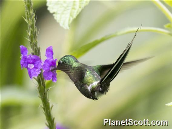 Green Thorntail (Discosura conversii)