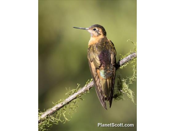 Shining Sunbeam (Aglaeactis cupripennis)