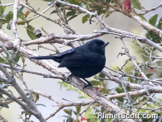 Black Flowerpiercer (Diglossa humeralis)