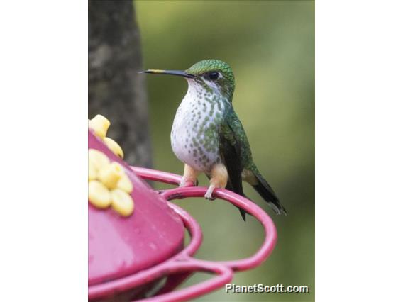 Peruvian Racket-tail (Ocreatus peruanus) - Female