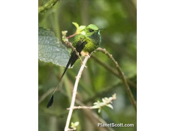 Peruvian Racket-tail (Ocreatus peruanus)