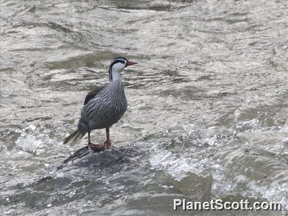 Torrent Duck (Merganetta armata)