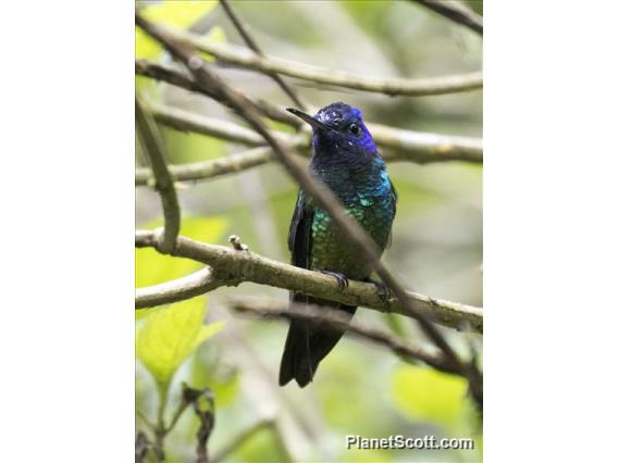 Violet-headed Hummingbird (Klais guimeti)