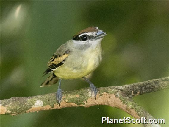 Cryptic Becard (Pachyramphus salvini) - Female