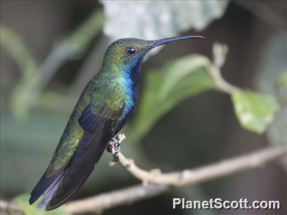 Black-throated Mango (Anthracothorax nigricollis) - Male