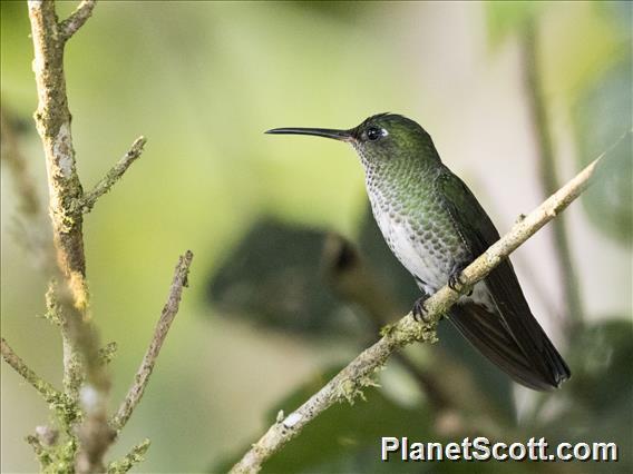 Peruvian Racket-tail (Ocreatus peruanus) - Female