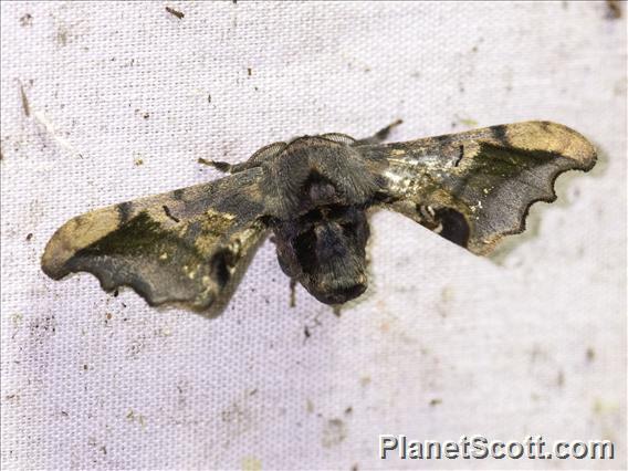 Silkworm Moth (Quentalia sp)