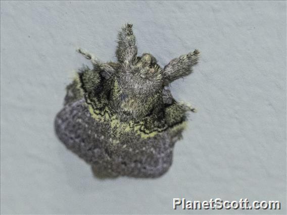 Lappet Moth (Euglyphis sp)