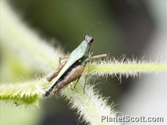 Pygmy Grasshopper (Scaria sp)