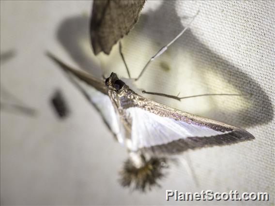 Crambid Snout Moth (Diaphania sp)