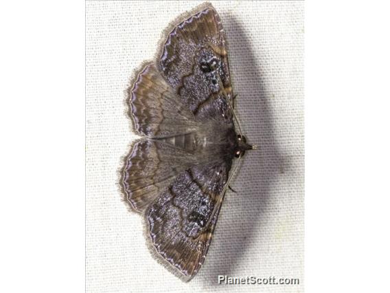 Panopodini Moth (Panopodini sp)