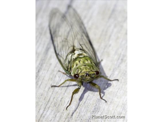 Cicada (Cicadadae sp)