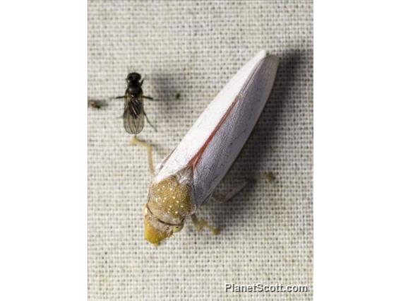 Leafhopper (Diestostemma sp)