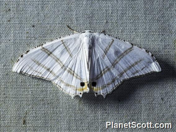 Swallowtail Moth (Epiplema albipennaria)