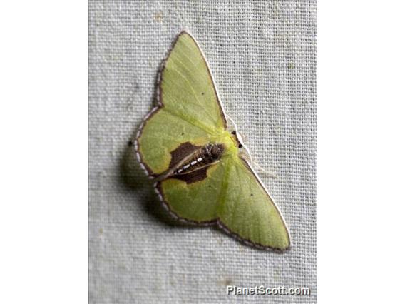 Geometer Moth (Geometera sp)