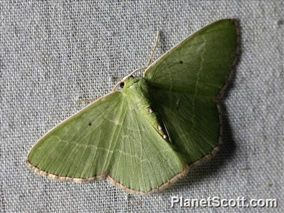 Geometer Moth (Geometera sp)