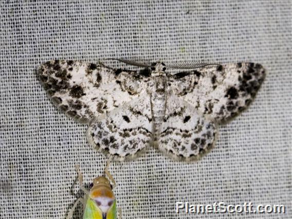 Geometer Moth (Geometera sp)