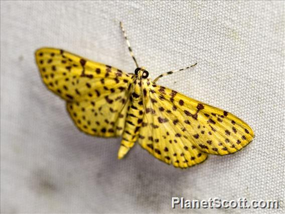 Pearl Moth (Spilomelinae sp)