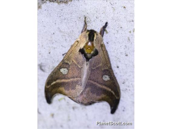 Hylesia Moth (Hylesia ssp)