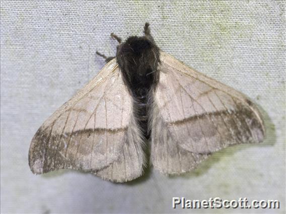 Hemileucini Moth (Hylesia sp)