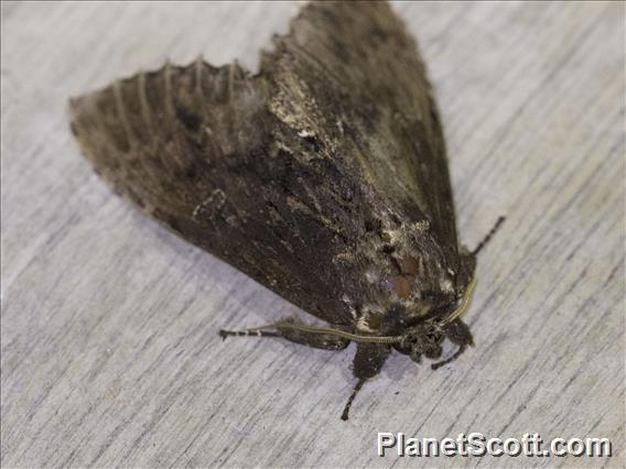 Prominent Moth (Naprepa sp)