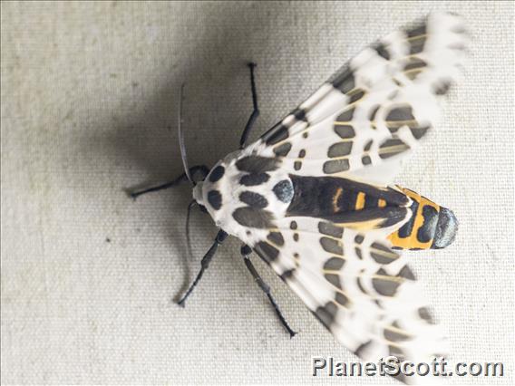 Tiger Moth (Hypercompe sp)