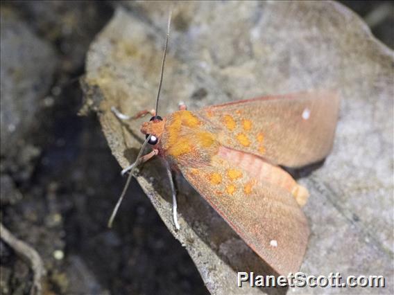 Tiger Moth (Melese sp)