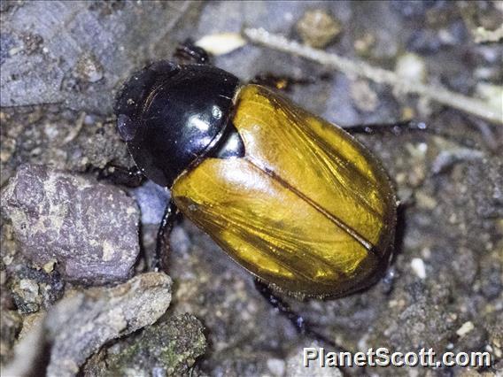 Scarab Beetle (Scarabaeida sp)