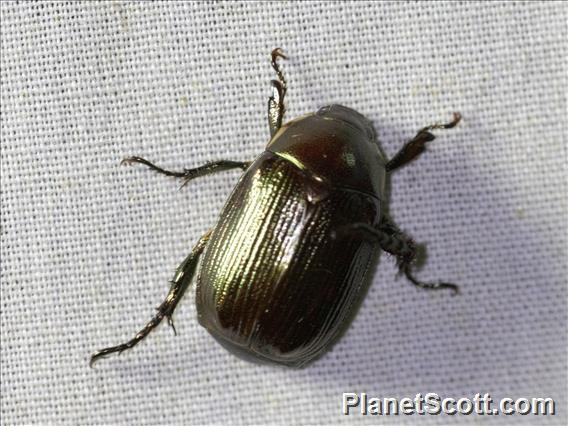 Scarab Beetle (Scarabaeida sp)