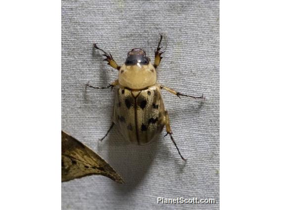 Scarab Beetle (Scarabaeida sp)