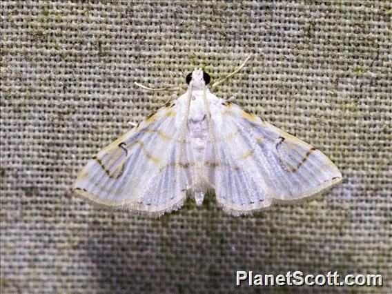 Pyralid Snout Moth (Pyralida sp)