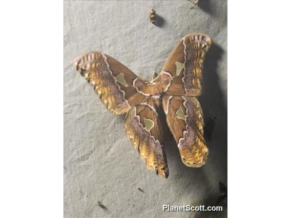 Emperor Moth (Rothschildia sp)