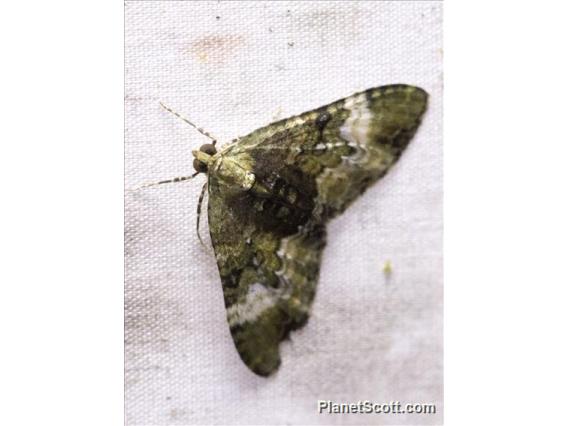 Carpet Moth (Larentiinae sp)