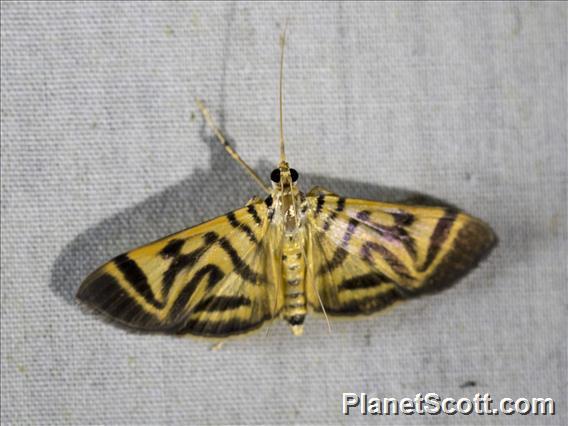 Pyralid Snout Moth (Pyralida sp)