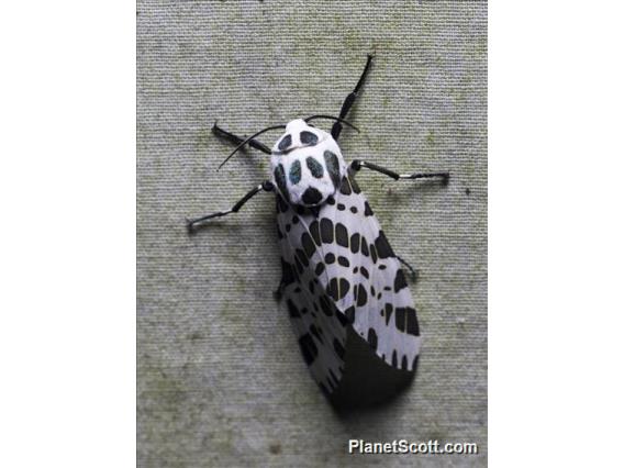 Tiger Moth (Erebida sp)