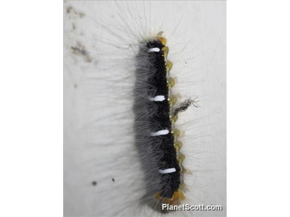 Lappet Moth Caterpillar (Euglyphis sp)