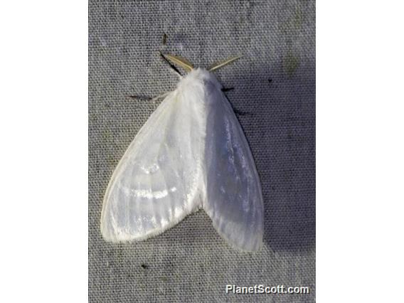 Tussock Moth (Caviria sp)