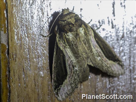 Heterocampinae Moth (Rhuda sp)