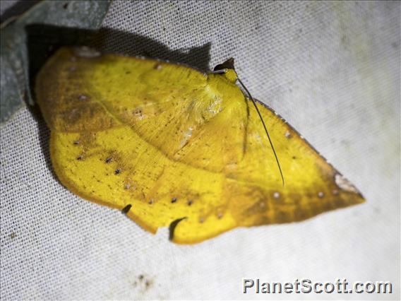 Geometer Moth (Geometera sp)