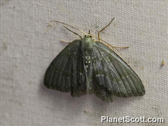 Geometer Moth (Geometera sp)