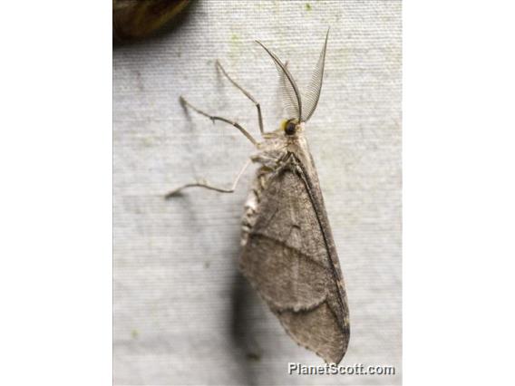 Geometer Moth (Geometera sp)