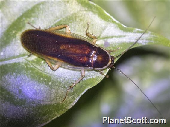 Forest Cockroach (Blaberoidea sp)