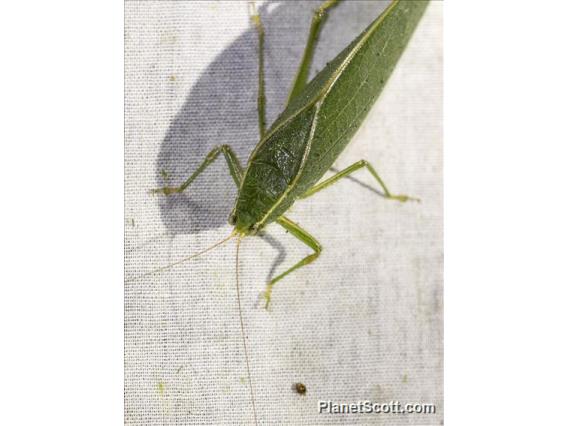 Katydid (Katydid sp)