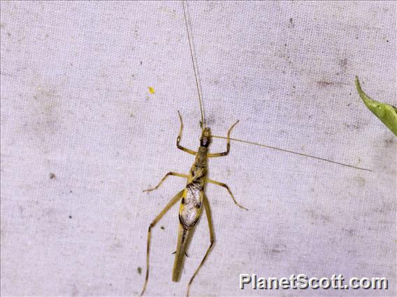 Smooth-legged Tree Cricket (Neoxabea sp)